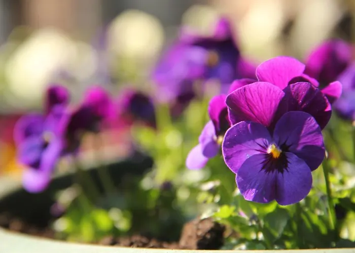 לינה וארוחת בוקר En 3*