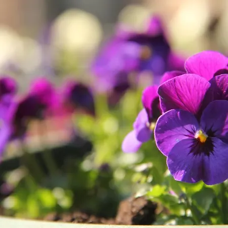 Bed & Breakfast Huisje En B&B Green Cottage 3*